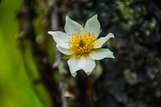 Uma flor branca com centro amarelo está crescendo em um tronco de árvore.