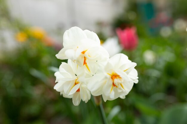 Uma flor branca com estames amarelos em um jardim