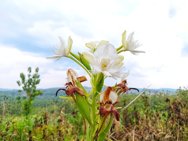 Foto uma flor branca com flores brancas com a palavra orquídeas nela