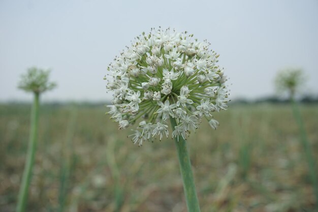 Foto uma flor branca com flores brancas no meio dela