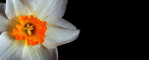 uma flor branca com gotas de água sobre ela