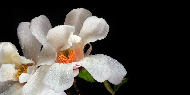 uma flor branca com gotas de água