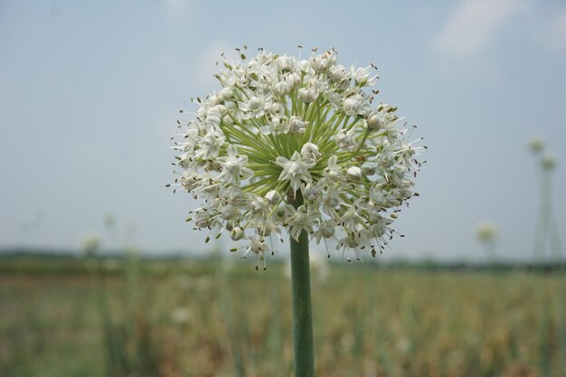 Foto uma flor branca com o número 3 nela