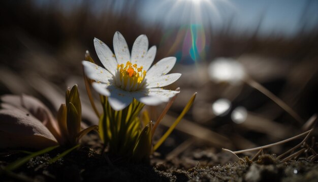 Uma flor branca com o sol brilhando no meio