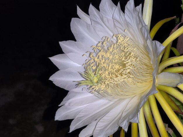 Foto uma flor branca com pétalas amarelas e a flor branca tem o centro amarelo.