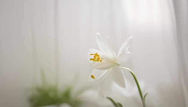 Foto uma flor branca com pétalas amarelas e a palavra 