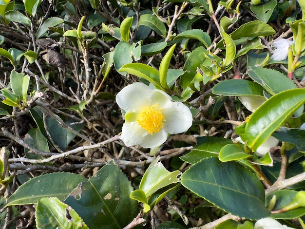 Uma flor branca com um centro amarelo é cercada por folhas.