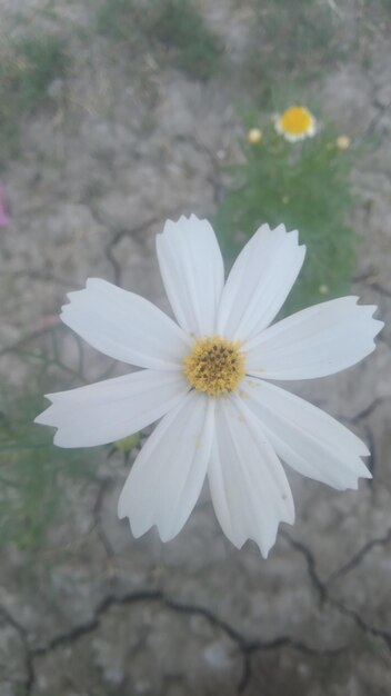 uma flor branca com um centro amarelo e um centro branco