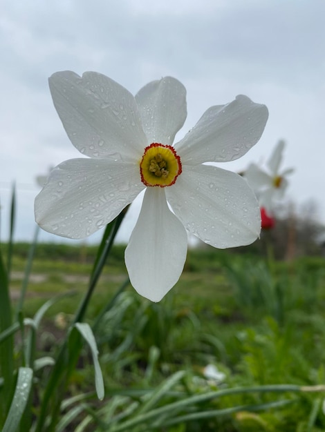 Uma flor branca com um centro amarelo e um centro vermelho.