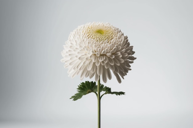 Uma flor branca com um centro amarelo e uma haste verde