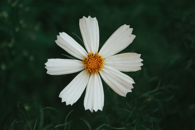 uma flor branca com um centro amarelo.