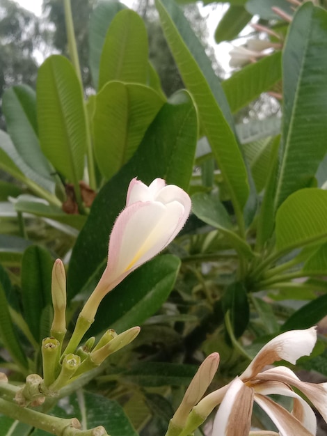 Uma flor branca com um centro rosa e uma folha verde
