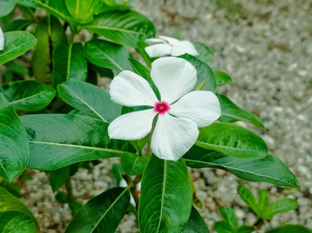 Uma flor branca com um centro vermelho é cercada por folhas verdes.