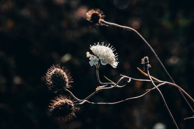 Foto uma flor branca com um fundo preto