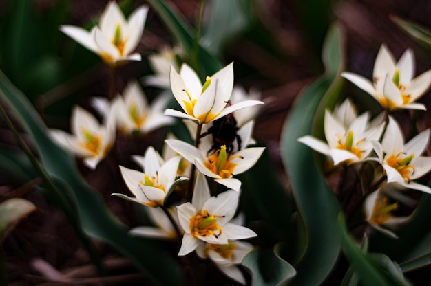 Uma flor branca com uma abelha nela