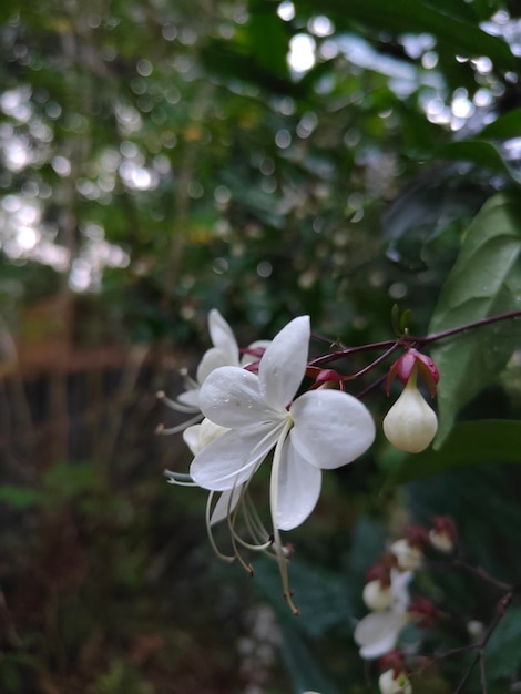 Foto uma flor branca com uma flor branca nela