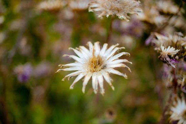 Foto uma flor branca com várias pétalas, fechar