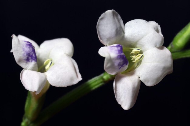 uma flor branca e roxa com pétalas roxas.