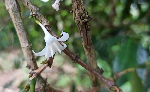 Uma flor branca em um galho com a palavra café.