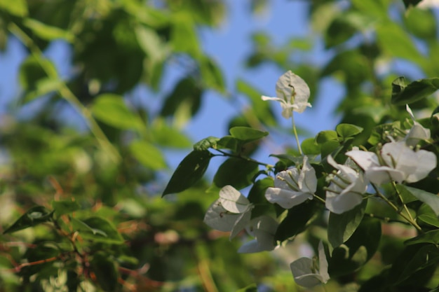 Uma flor branca em uma árvore