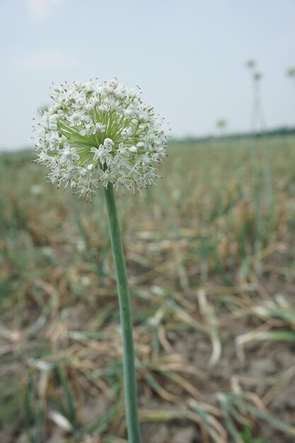 uma flor branca está em um campo com um inseto nele