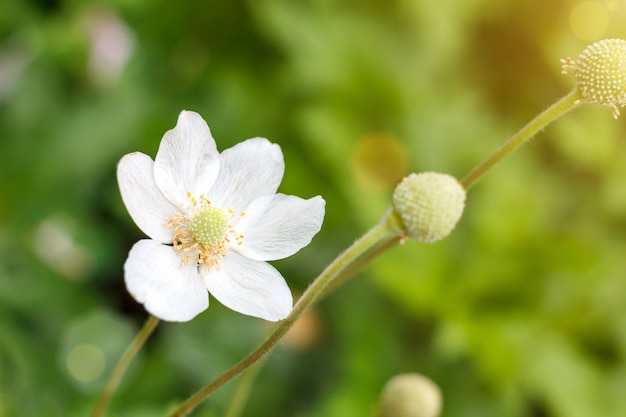 Uma flor branca pequena na grama verde em um dia ensolarado.