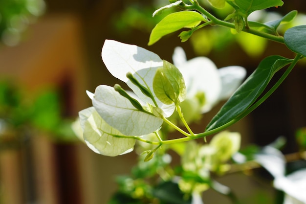 Uma Flor Branca