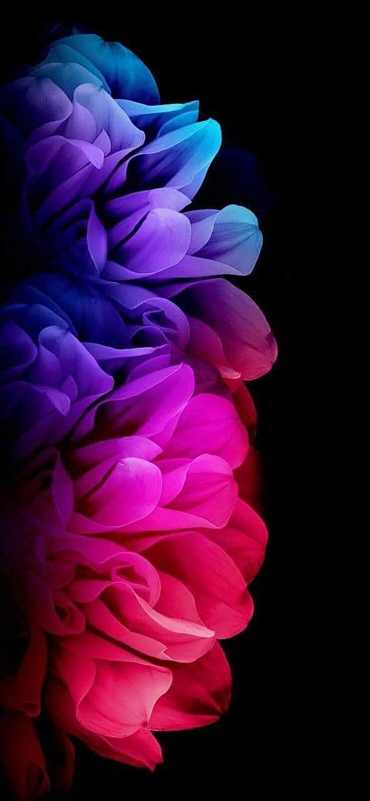 Foto uma flor colorida com as cores roxo roxo e roxo