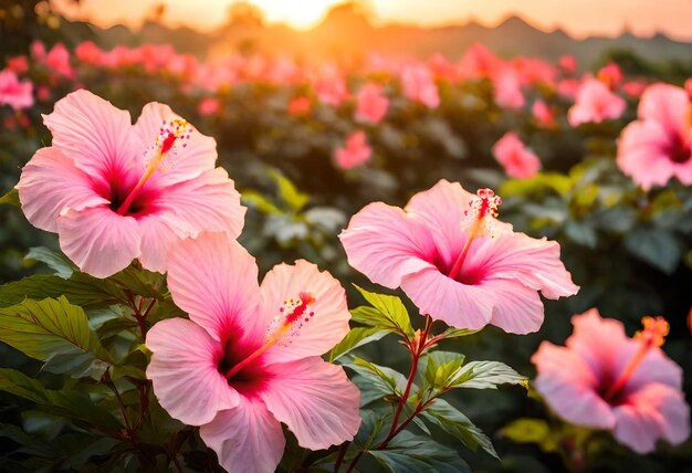 uma flor com a palavra hibisco