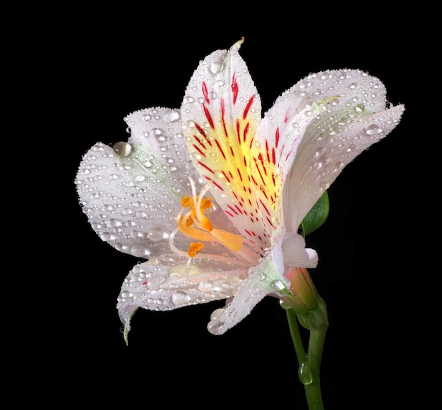 Uma flor com água cai sobre ela e as gotas de chuva sobre ela.