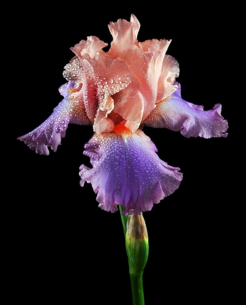 Uma flor com gotas de chuva é mostrada.