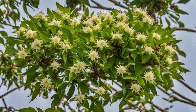 Foto uma flor com o nome de abelha de mel