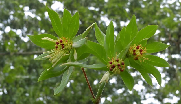 Foto uma flor com o nome de primavera nela