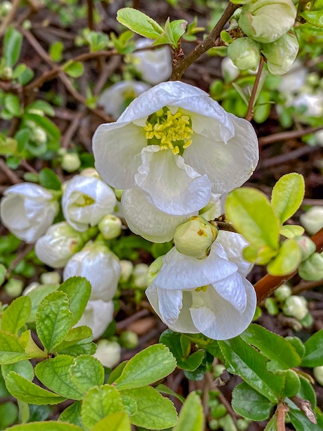 Foto uma flor com o nome do nome de