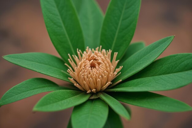 Foto uma flor com o nome phala nela