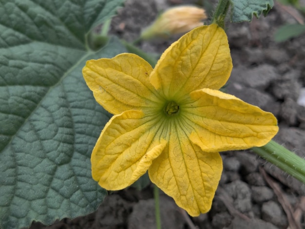 Uma flor com um centro amarelo e folhas verdes