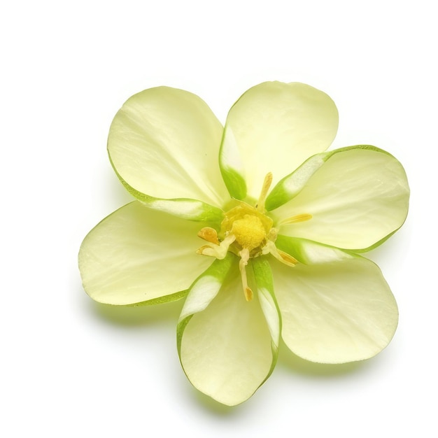 Uma flor com um centro amarelo que tem um centro verde.