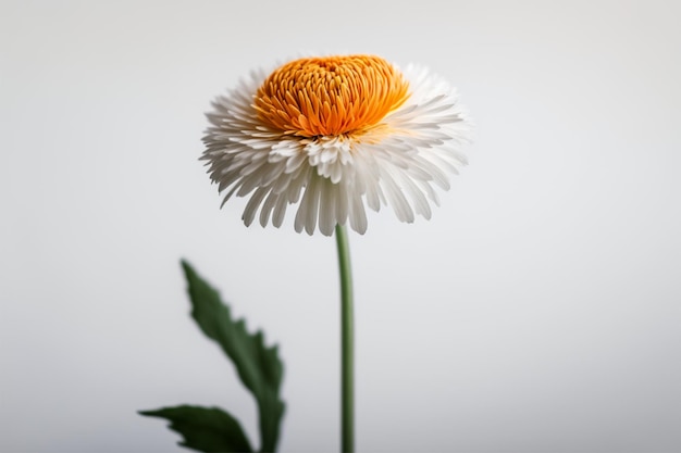 Uma flor com um fundo branco