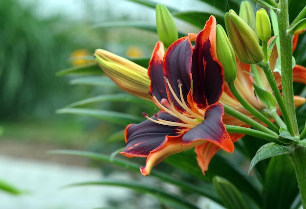 Foto uma flor com uma flor amarela e vermelha que diz 