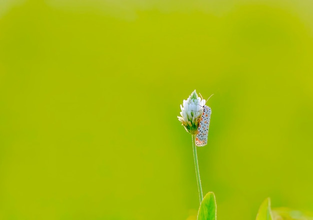 Uma flor com uma flor branca com um fundo verde.