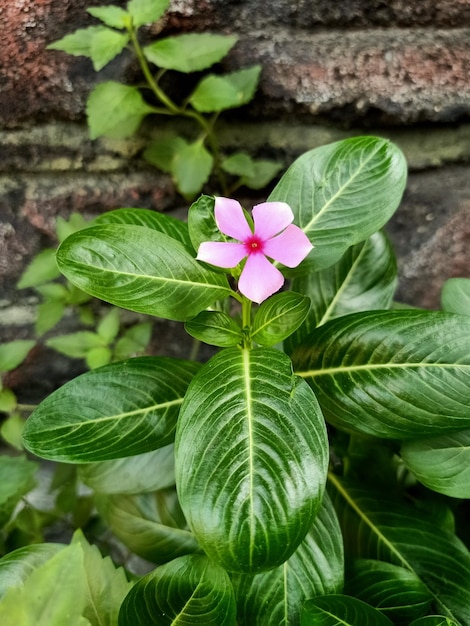 Uma flor com uma flor rosa no centro.