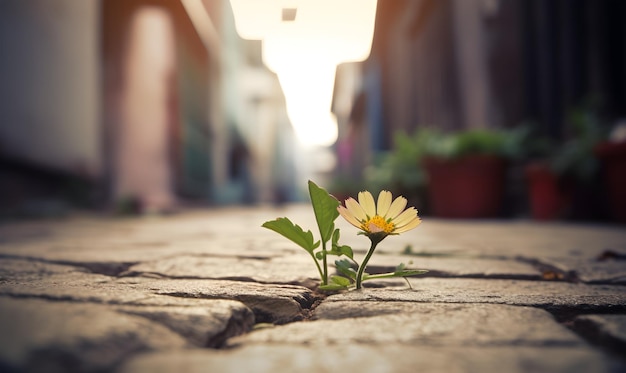 Uma flor cresce através de uma rachadura em uma rua de paralelepípedos.