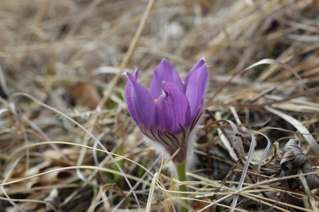 Uma flor de açafrão está na grama.