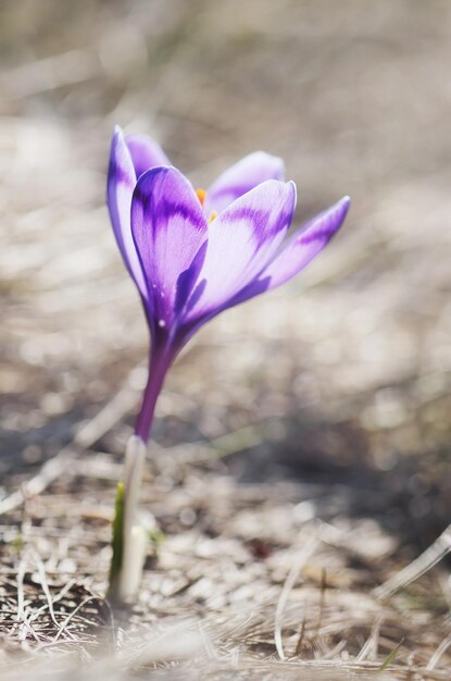 Uma flor de açafrão na grama