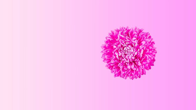 Uma flor de aster rosa fresca sobre fundo amarelo. minimalismo. composição de flores de primavera. romântico, dia dos namorados, mulheres, dia das mães ou conceito de casamento. camada plana, vista superior, espaço de cópia