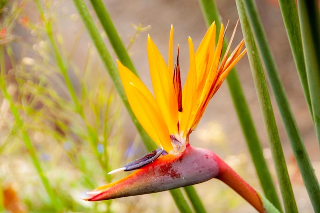 Uma flor de ave do paraíso amarela e vermelha no jardim botânico do Funchal, na ilha da Madeira