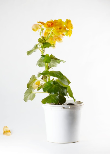 Uma flor de begônia amarela em um pote branco fica em um fundo branco