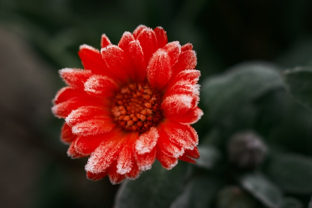 Uma flor de calêndula laranja brilhante contra uma superfície de folhas verdes é coberta com geadas no início do inverno, close-up.