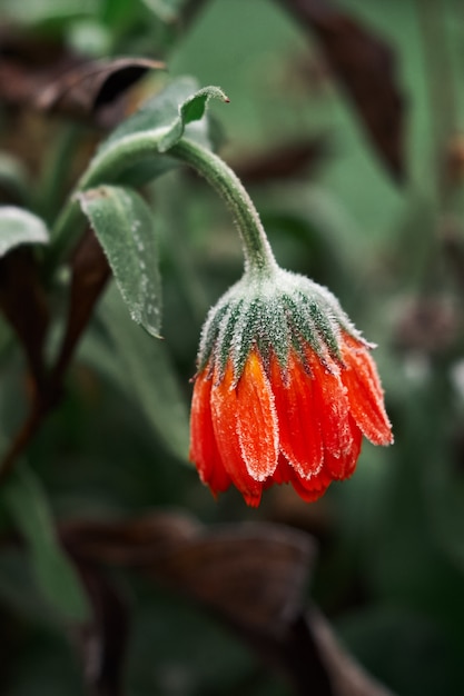 Uma flor de calêndula laranja brilhante contra uma superfície verde é coberta com gelo no início do inverno, close-up