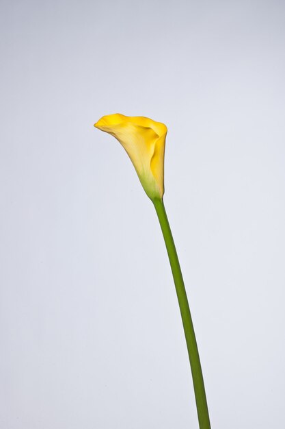 Uma flor de calla amarela close-up em um fundo branco